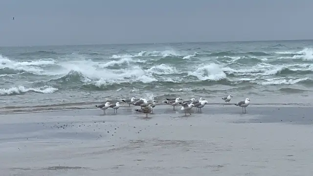 Nord und Ostsee von Möwen belagert. | Foto: Umbehaue