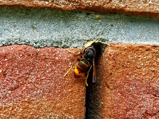 Hornisse begibt sich durch Fugenöffnung zum Nest, welches sich im Zwischenraum - Mauerwerk und Verklinkerung befindet.
 | Foto: Siegmund Walter, 02.07.2026, 17:06 Uhr