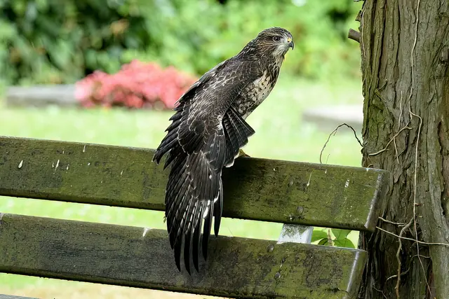 Foto: Copyright Andreas Schäfer