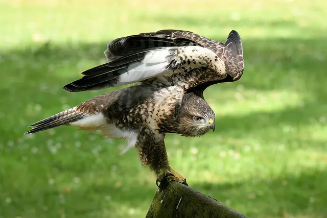 Foto: Copyright Andreas Schäfer