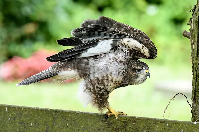 Foto: Copyright Andreas Schäfer