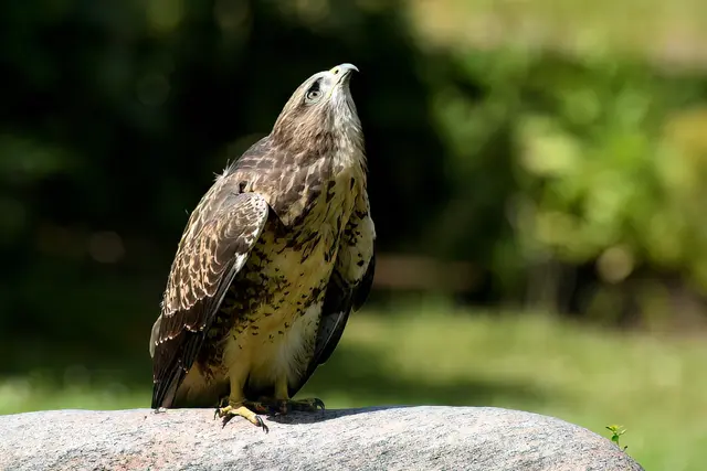 Foto: Copyright Andreas Schäfer