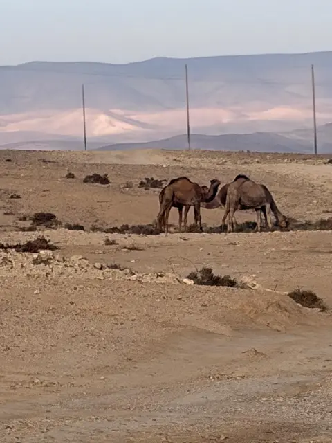 Zwei Kamele grasen in einer weiten, kargen Wüstenlandschaft im Dämmerlicht.