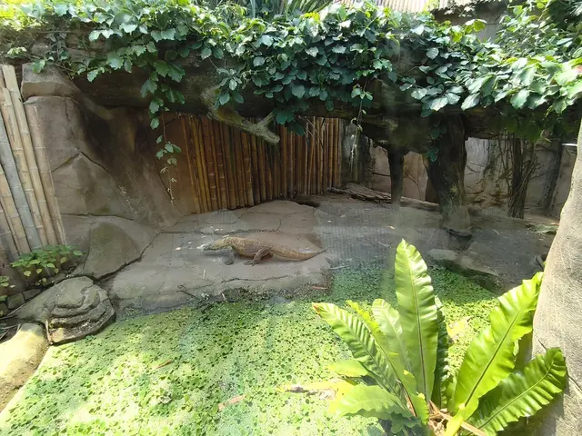 Komodowaran überraschen ihr Jagdbeute, durch eine Biss aus dem Hinterhalt und laufen dann gemächlich hinter dem, durch den Speichel  infizierten Tier nach. Proteine im Speichel verhindern die Blutgerinnung, folge hoher Blutverlust und Schock der Jagdbeute
Oder jagen es bei ca. 20 km pro Std. über die Insel Komodo, Kleine Sundainsel