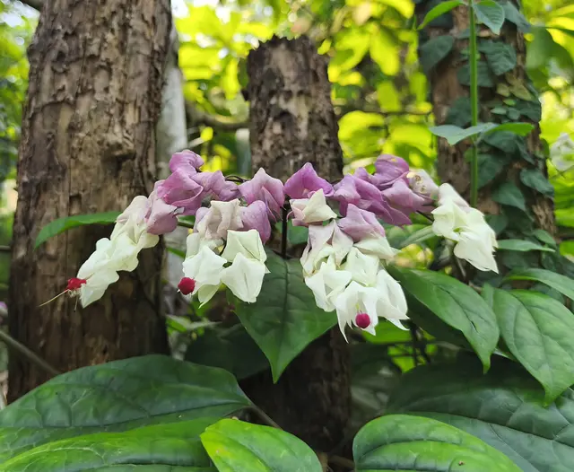 Bougainvillea aus Südamerika