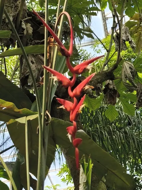 Heliconia bahia