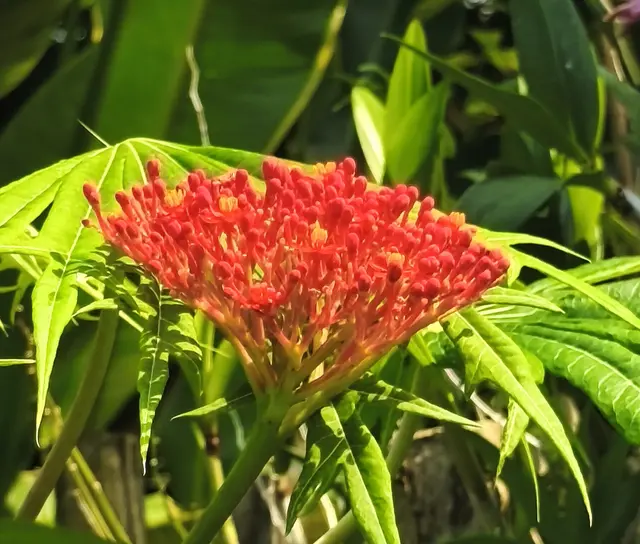 Jatropha multifida L. 
Korallenbaum
