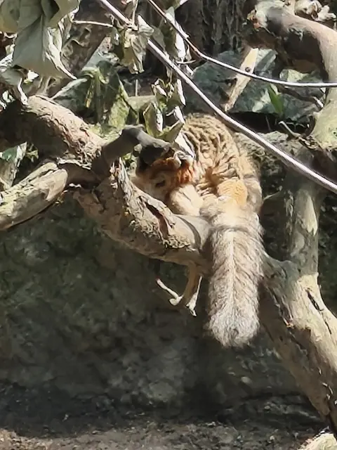 Eulemur coronatus
Kronenmakis leben auf Madagaskar und sind in kleineren Trupps unterwegs.