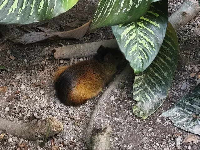 Aguti 