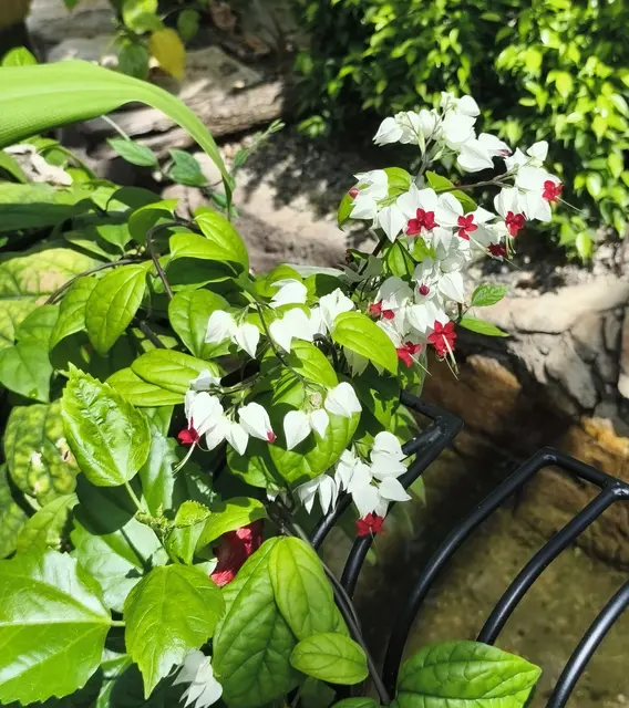 Clerodendrum thomsonair Balf.