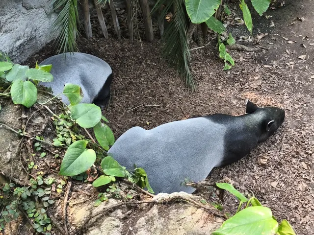 Tapirus
Tapire 
Jungtiere tragen dunkleres Fell mit weißen Tupfen, die perfekte Tarnung