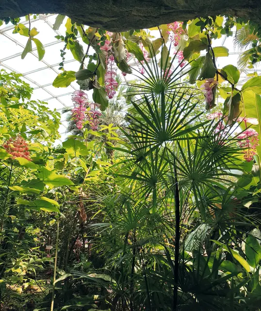 Coccothrinax argentea und Medinilla 