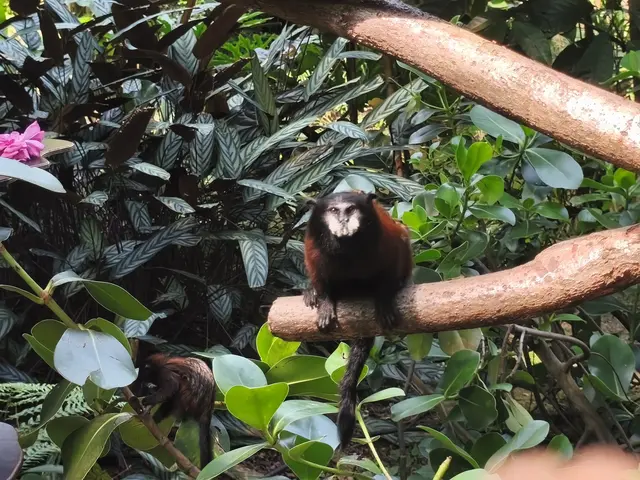 Rotschultertamarine