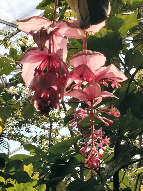 Medinilla magnifica Lindl
