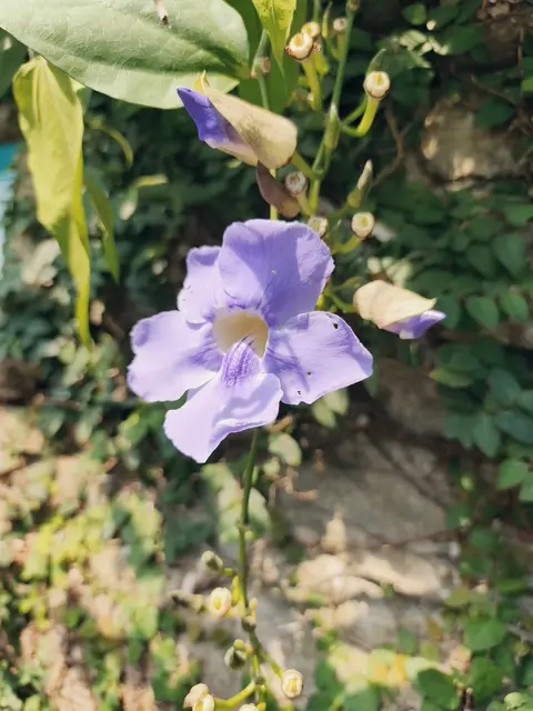 Thunbergia grandiflora
kennt mancher unter den Namen großblütige Himmelsbume
