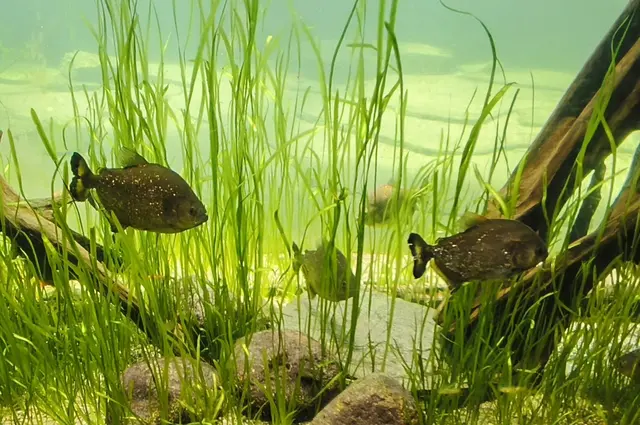 Pygocentrus nattereri
Rote Piranhas im seperatem Aquarium, die schwimmen nicht im Urwaldfluß Gamanil
 gelbe Piranhas