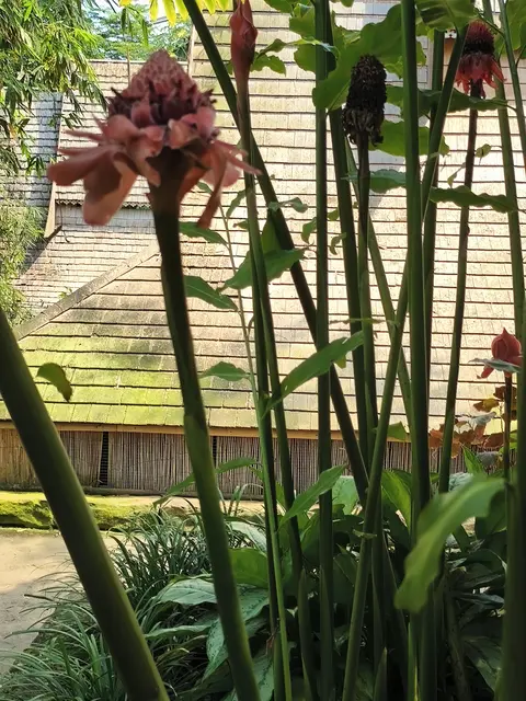 Etlingera, riesiges Ingwergewächs aus Südostasien