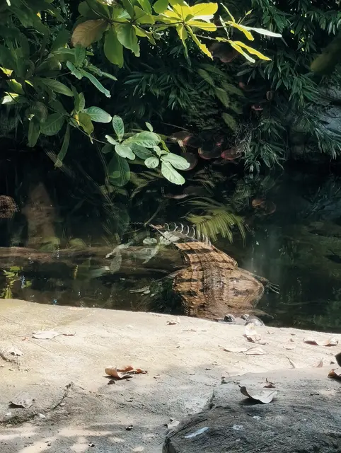Augen gerade so über der Sandbank

Tomistoma schlegelii
Sunda-Gavial leben nur in Süßwasserseen, ernährt sich von Fischen, Reptilien, kleinen Säugern und Vögeln. Sunda-Gaviale können bis zu 6 m lang werden. Nester werden aus Pflanzenmaterial gebaut und zu kleineren Hügeln aufgetürmt. Die Temperatur bestimmt das Geschlecht.
 und ist vom Aussterben bedroht.
