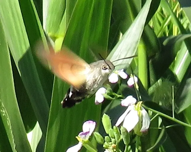 Taubenschwänzchen (Macroglossum stellatarum) | Foto: GvMeegen