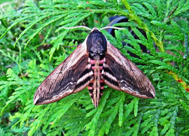 Ligusterschwärmer (Sphinx ligustri) | Foto: GvMeegen