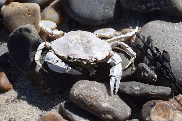 Bild 4: Die Schwimmkrabbe haben wir öfter gesehen, den Schlüssel nicht