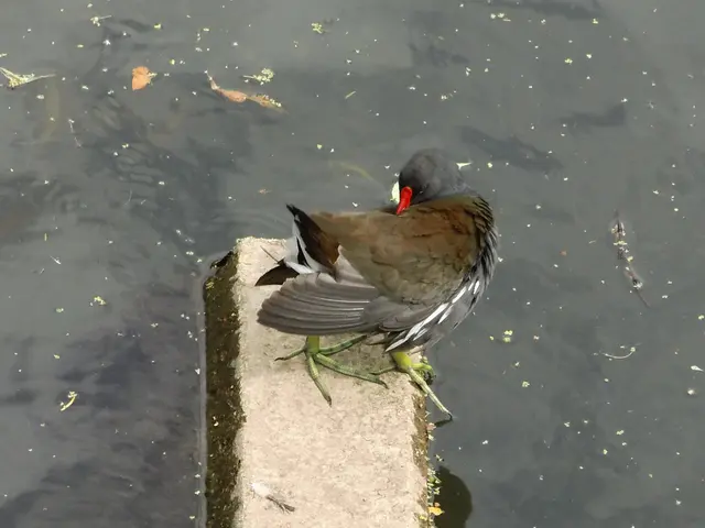 Teichhuhn in Borken im Gewässer der  Borkener Aa an der Fischtreppe am östlichen Eingang der Innenstadt, Mühlenstraße. | Foto: Siegmund Walter, 07.07.2026, 15:35 Uhr