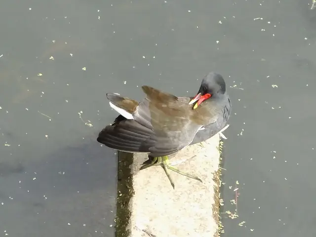Teichhuhn in Borken im Gewässer der  Borkener Aa an der Fischtreppe am östlichen Eingang der Innenstadt, Mühlenstraße. | Foto: Siegmund Walter, 07.07.2026, 15:34 Uhr