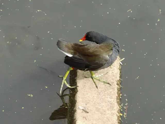 Teichhuhn in Borken im Gewässer der  Borkener Aa an der Fischtreppe am östlichen Eingang der Innenstadt, Mühlenstraße. | Foto: Siegmund Walter, 07.07.2026, 15:34 Uhr