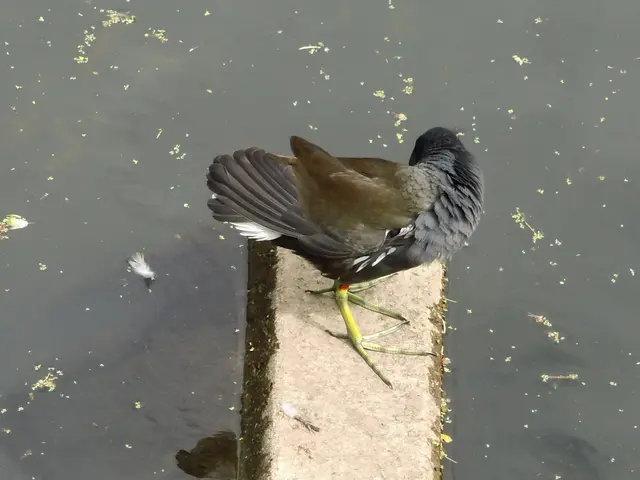Teichhuhn in Borken im Gewässer der  Borkener Aa an der Fischtreppe am östlichen Eingang der Innenstadt, Mühlenstraße. | Foto: Siegmund Walter, 07.07.2026, 15:34 Uhr