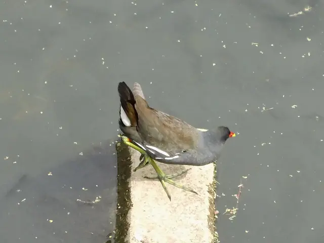 Teichhuhn in Borken im Gewässer der  Borkener Aa an der Fischtreppe am östlichen Eingang der Innenstadt, Mühlenstraße. | Foto: Siegmund Walter, 07.07.2026, 15:34 Uhr