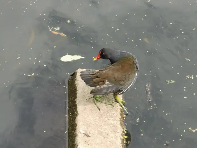 Teichhuhn in Borken im Gewässer der  Borkener Aa an der Fischtreppe am östlichen Eingang der Innenstadt, Mühlenstraße. | Foto: Siegmund Walter, 07.07.2026, 15:34 Uhr