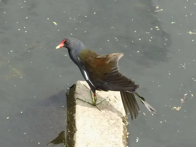 Teichhuhn in Borken im Gewässer der  Borkener Aa an der Fischtreppe am östlichen Eingang der Innenstadt, Mühlenstraße. | Foto: Siegmund Walter, 07.07.2026, 15:33 Uhr