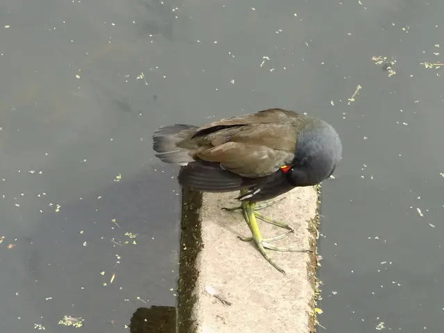 Teichhuhn in Borken im Gewässer der  Borkener Aa an der Fischtreppe am östlichen Eingang der Innenstadt, Mühlenstraße. | Foto: Siegmund Walter, 07.07.2026, 15:34 Uhr