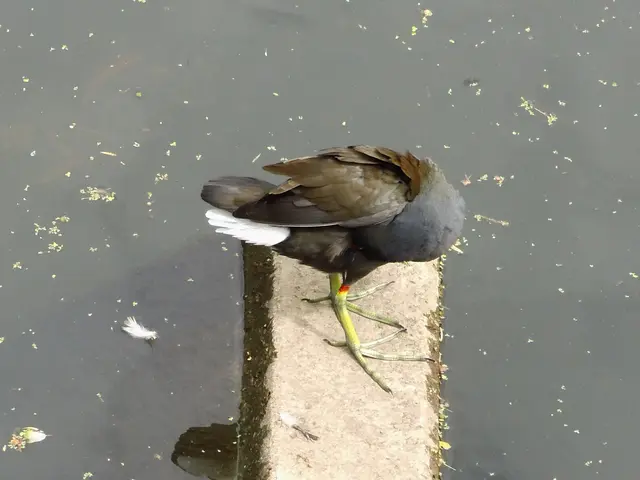 Teichhuhn in Borken im Gewässer der  Borkener Aa an der Fischtreppe am östlichen Eingang der Innenstadt, Mühlenstraße. | Foto: Siegmund Walter, 07.07.2026, 15:34 Uhr