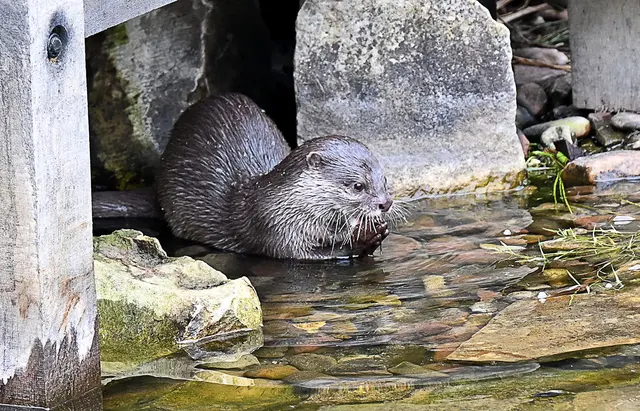 Zwergotter-Weibchen im Erlebniszoo Hannover