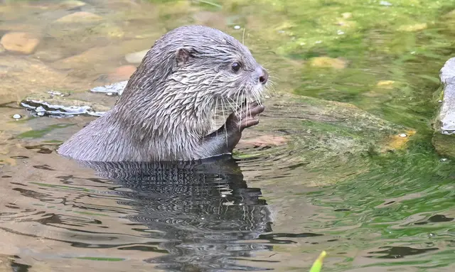 Zwergotter-Weibchen im Erlebniszoo Hannover