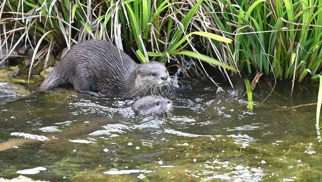 Zwergotter-Weibchen im Erlebniszoo Hannover
