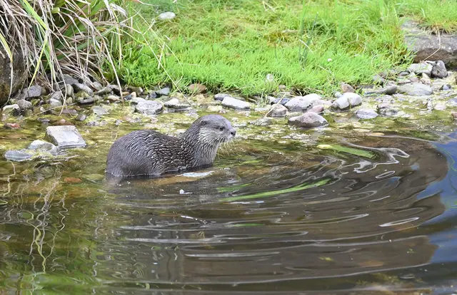 Zwergotter-Weibchen im Erlebniszoo Hannover