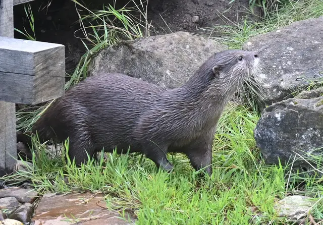 Zwergotter-Weibchen im Erlebniszoo Hannover