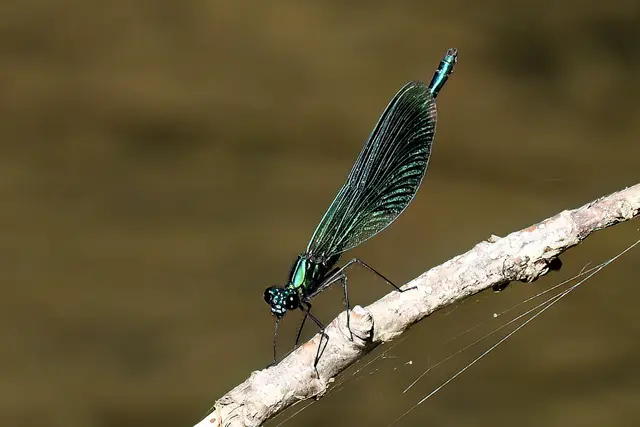 Gebänderte Prachtlibelle ( Männchen ) | Foto: Copyright Andreas Schäfer