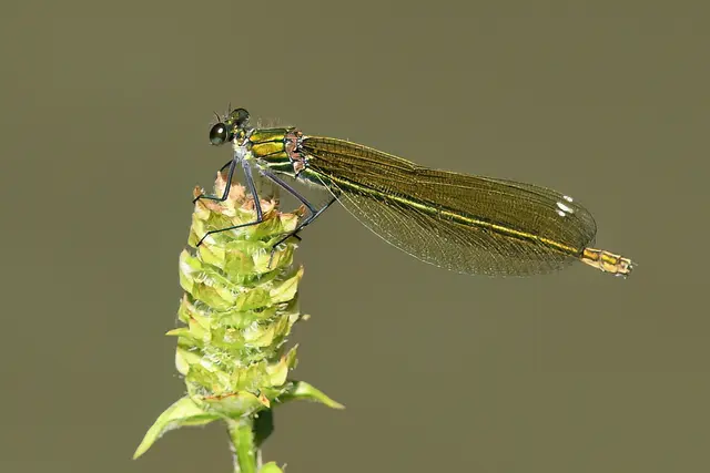 Gebänderte Prachtlibelle ( Weibchen ) | Foto: Copyright Andreas Schäfer