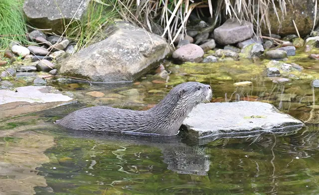 Zwergotter-Weibchen im Erlebniszoo Hannover