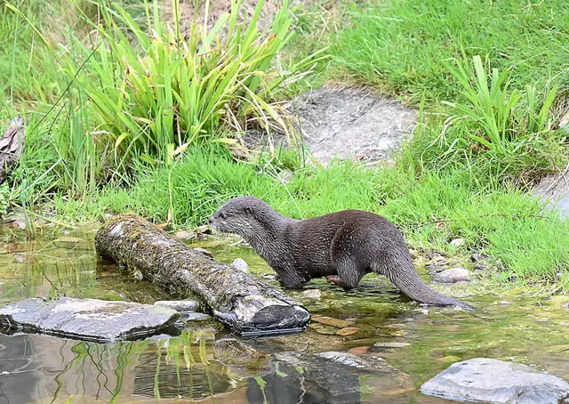 Zwergotter-Weibchen im Erlebniszoo Hannover