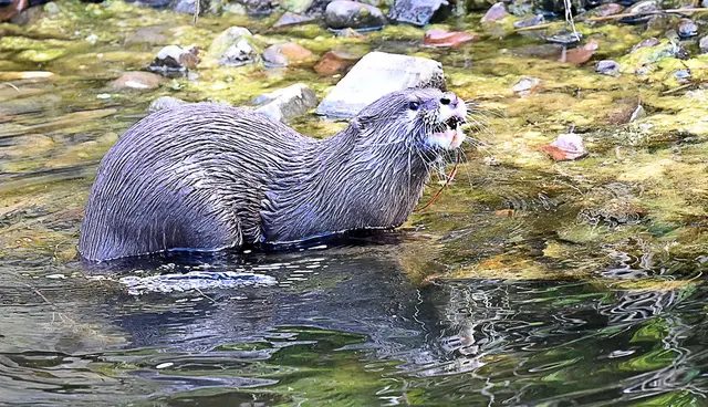Zwergotter-Weibchen im Erlebniszoo Hannover