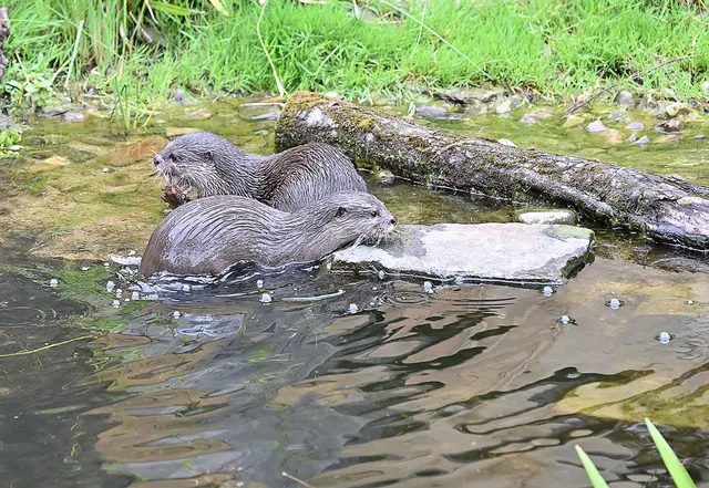 Zwergotter-Weibchen im Erlebniszoo Hannover
