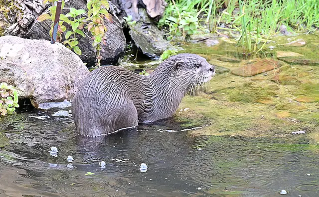 Zwergotter-Weibchen im Erlebniszoo Hannover