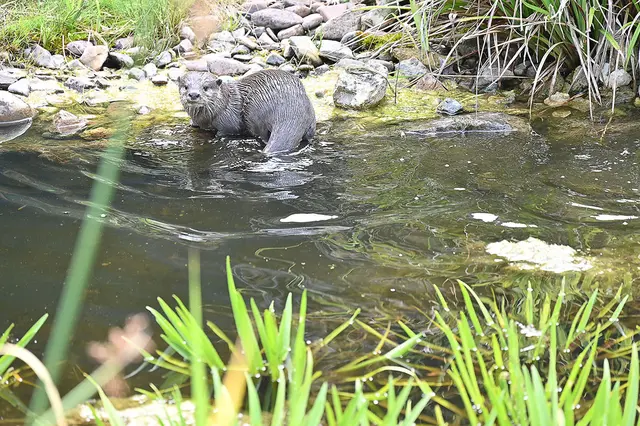 Zwergotter-Weibchen im Erlebniszoo Hannover