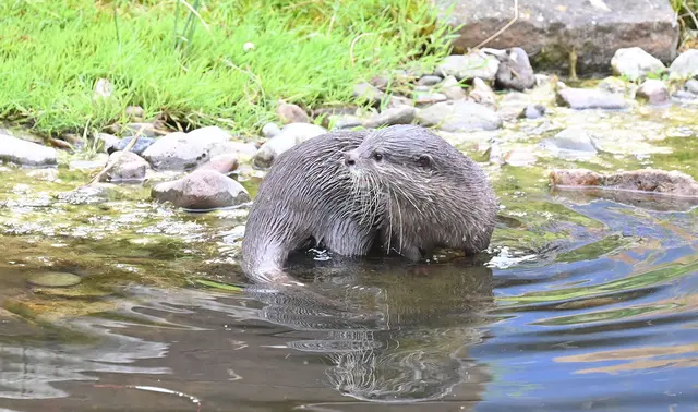 Zwergotter-Weibchen im Erlebniszoo Hannover