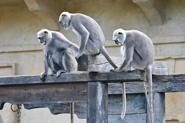 Die Hulman-Äffchen beäugen ihre neuen Mitbewohnerinnen noch etwas kritisch