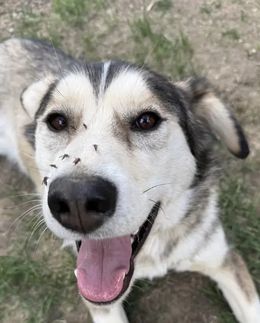Husky mit Mücken